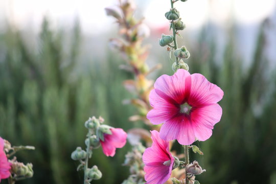 fleur rose