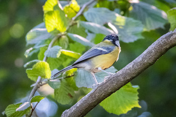 Fototapeta premium Great Tit