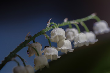 lily of the valley with raindrops © meraleguz
