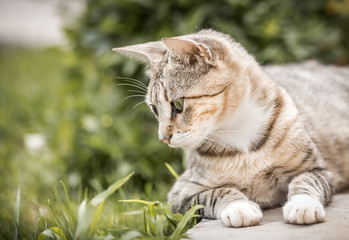 Obraz premium Ładny kotek domowy