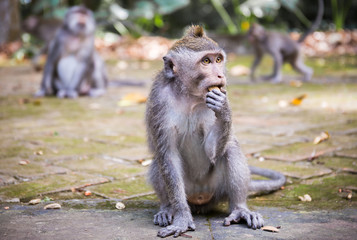 Long-tailed macaque on Bali island