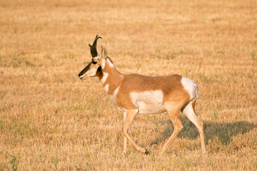 Naklejka na ściany i meble pronghorn antelope in wheat stubble