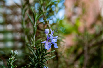 Fiore di rosmarino