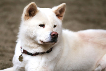 Closeup of a young purebred japanese akita inu dog