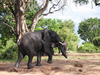 Fototapeta premium Botswana. An elephant in the woods