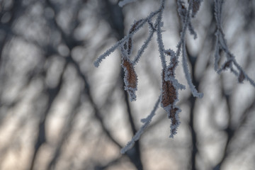 frozen tree branches in the snow