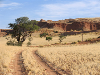 The yellow grass desert in wintertime in Namib