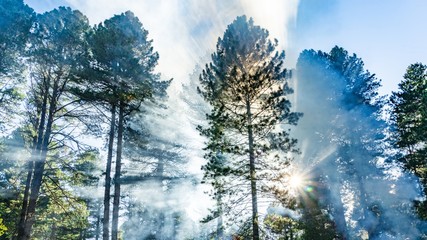Beautiful sunbeams pass through the smoke in autumn forest. Siberia, Russia.