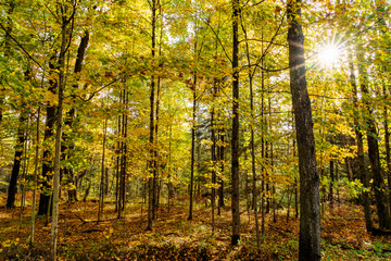 Sunlight through Autumn Leaves, New York