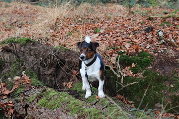 Hund wald herbst jackrussel jagdhund
