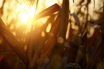 Backlit Maize field at evening sunset time