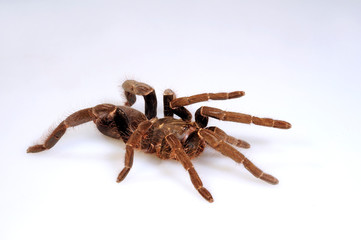 Afrikanische Riesenvogelspinne (Hysterocrates gigas) - giant baboon spider