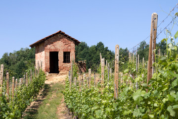Fototapeta premium Panorami delle Langhe