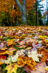 Roadway Full of Autumn Leaves, New York