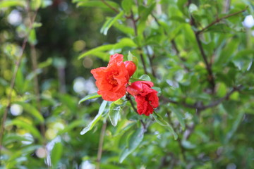 red flower in the garden
