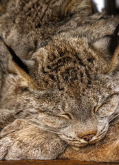 Bobcats just lying down at resting