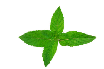 Fototapeta na wymiar fresh mint leaves isolated on white background