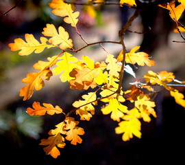 ! California Black Oak, East Road beside Trinity Lake, Northern California Nov. 11, 2018 _DSC1069