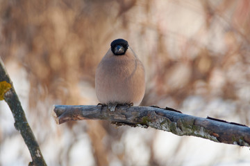 Eurasian bullfinch sits on a branch on a background of bushes in a forest park.