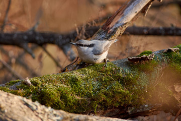 Eurasian nuthatch sits on a mossy log with a seed in its beak on the background of an autumn forest park.
