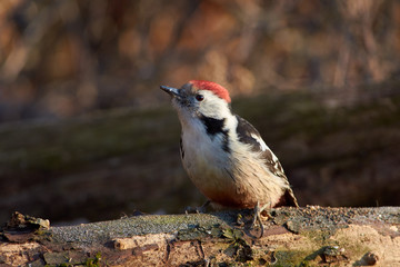 Middle spotted woodpecker sits on a dry log in the autumn forest park.