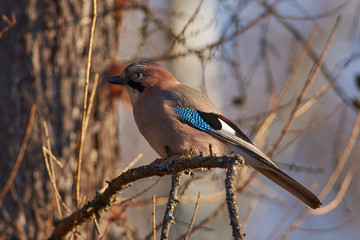 Eurasian jay sits on a larch branch in the autumn forest park.