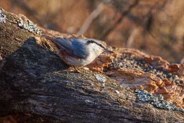 Eurasian nuthatch sits on a dry log in the autumn forest park.