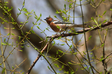 Chaffinch sits on a branch among blossoming buds on a clear spring day.