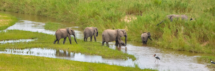 Herd of elephants crossing the river in the swamps, South Africa
