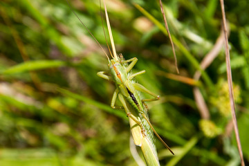Lago del Brugneto, Liguria