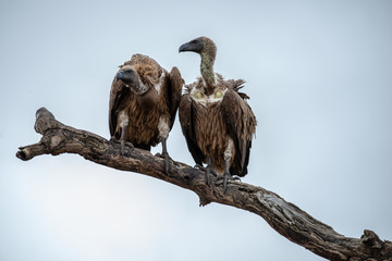Cape Vultures