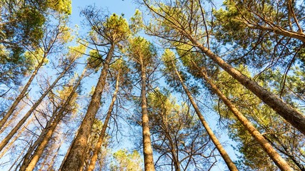 Bottom view of pine trees in autumn forest, Tomsk, Siberia.