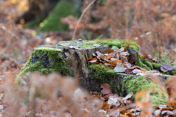 bemooster Baumstamm im Wald