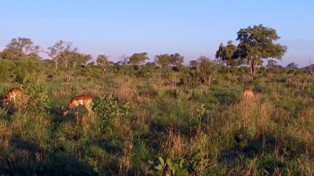 Panning Shot Of Impalas Grazing