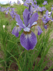 Iris sibirica (Iris siberiana)