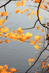 Last yellow leaves over the river in autumn
