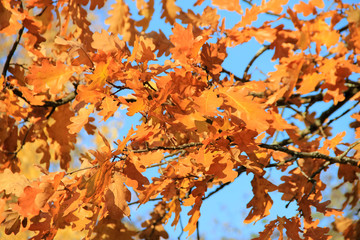 Brown oak leaves in autumn in Sunny weather against a blue sky