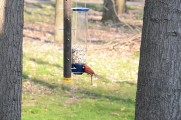 Naklejka premium Sunset Over Lake Michigan