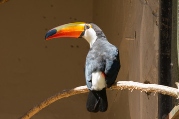 TUCANO TOCO - RAMPHASTOS TOCO - TOCO TOUCAN