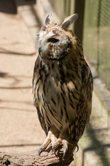 CORUJA DE ORELHA - ASIO CLAMATOR - STRIPED OWL