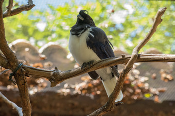 GRALHA DO CAMPO - CYANOCORAX CRISTATELLUS - CURL CRESTED JAY