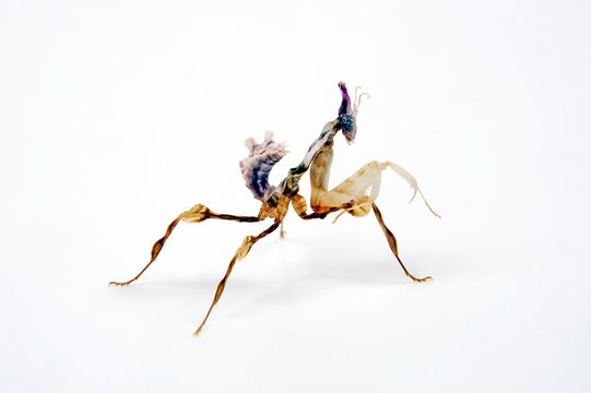 junge Teufelsblume / Nymphe (Idolomantis diabolica) - devil's flower mantis