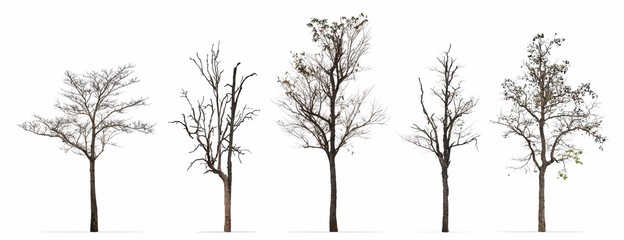 Set of winter trees leaves less isolated on white background - obrazy, fototapety, plakaty