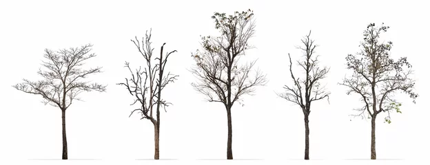 Zelfklevend Fotobehang Set of winter trees leaves less isolated on white background © Prin