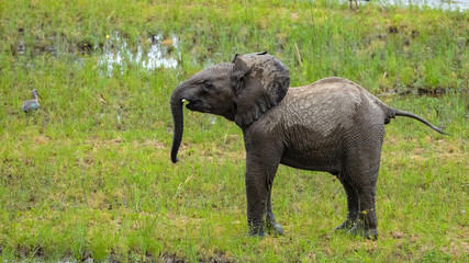 Baby elephant playing in the mud in South Africa 
