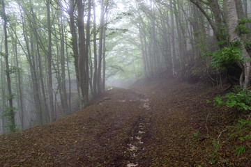 Obraz premium forest path in the fog