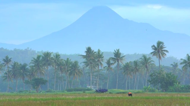 Rural farm workers in rice fields in front of Mt Merapi volcano Java Indonesia