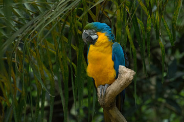 ARARA CANINDÉ - ARA ARARAUNA - BLUE AND GOLD MACAW