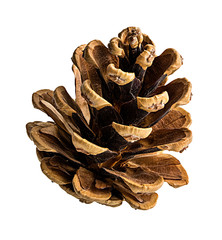 Brown pine cone on white background with clipping pass