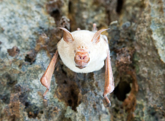 vampire bat are sleeping in the cave hanging on the ceiling period